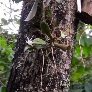 Aerangis spp