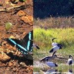 Karura Fauna