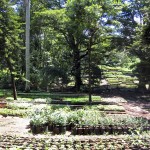 Karura Forest Nursery