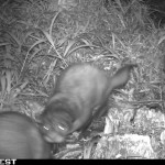 African Clawless Otters