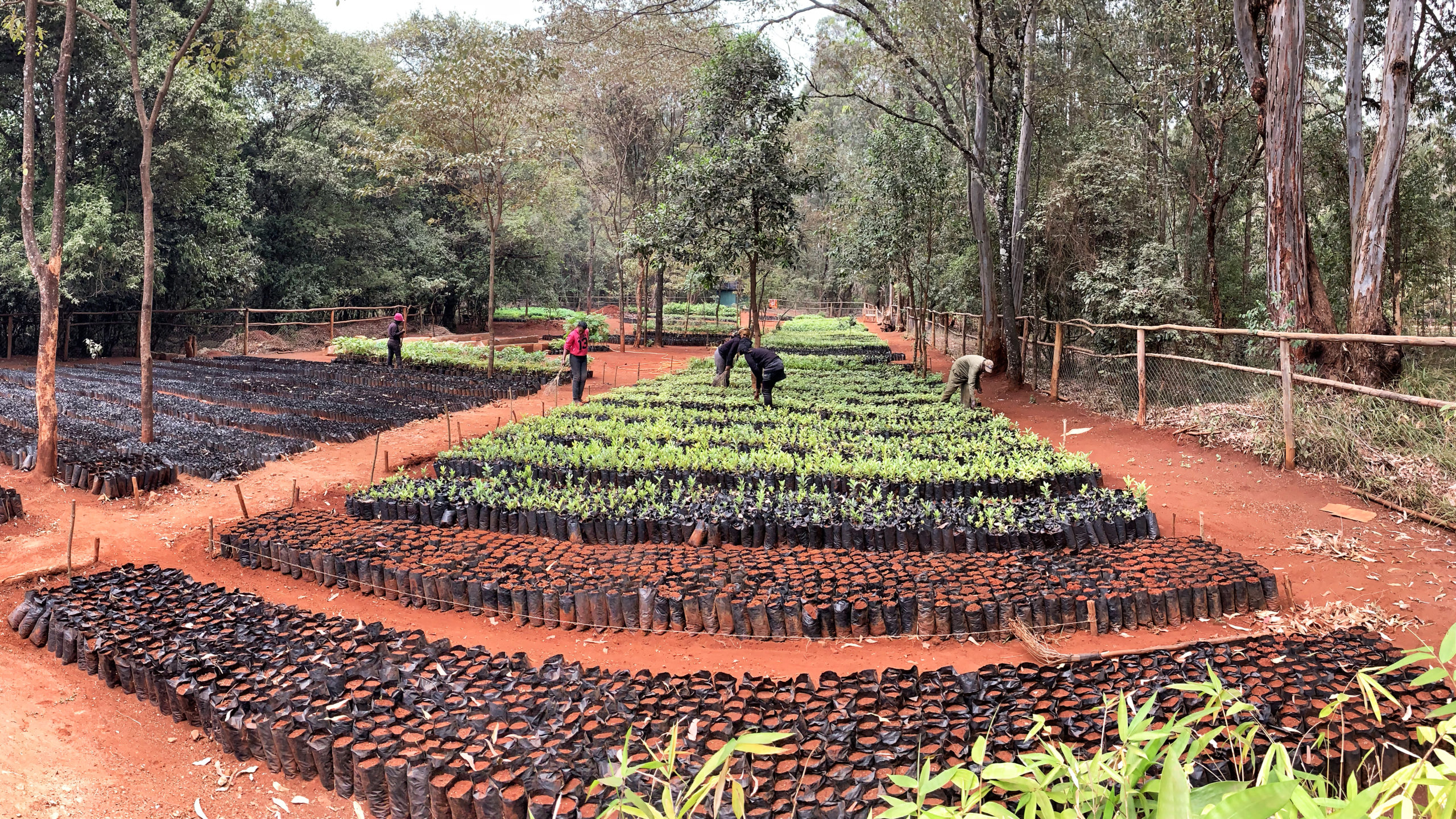 Indigenous Tree & Shrub Nursery Friends of Karura Forest